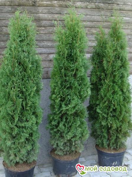 Характеристики хвои